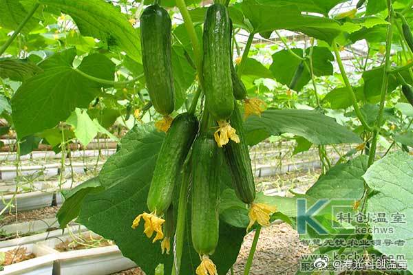 無土栽培，無土栽培技術(shù)，無土栽培設(shè)備