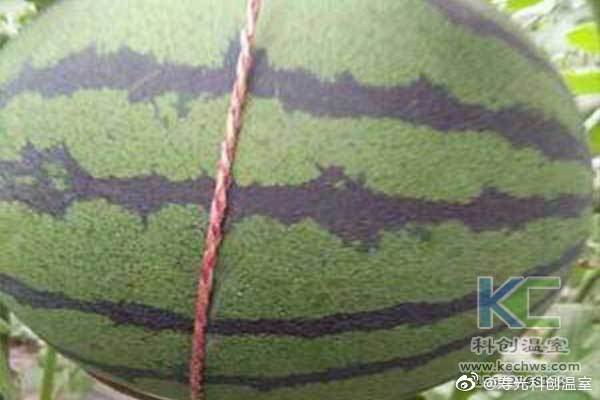 無土栽培，無土栽培技術(shù)，無土栽培設(shè)備