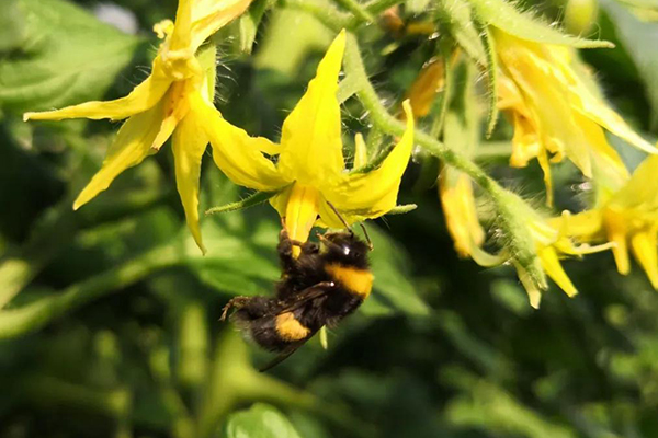 無土栽培，無土栽培技術，無土栽培設備