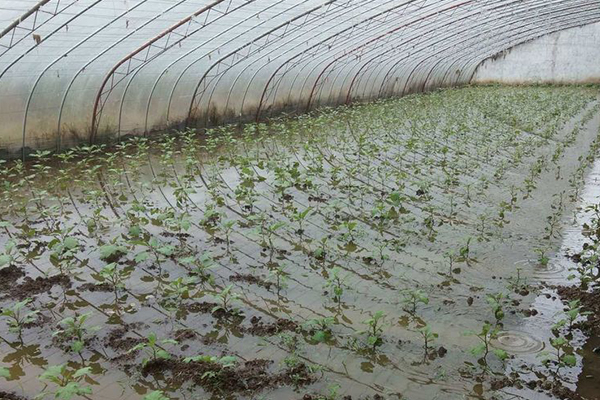 無土栽培，無土栽培技術，無土栽培設備