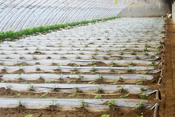 無土栽培，無土栽培技術(shù)，無土栽培設(shè)備