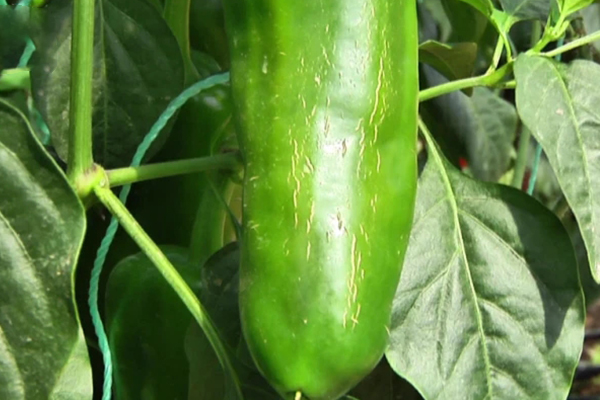 無土栽培，無土栽培技術，無土栽培設備