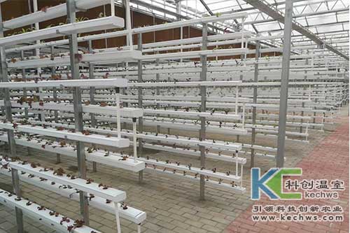 無土栽培技術,基質(zhì)栽培,水培