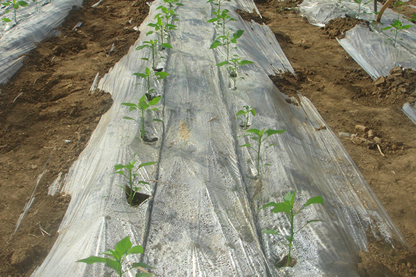 無土栽培，無土栽培技術(shù)，無土栽培設(shè)備