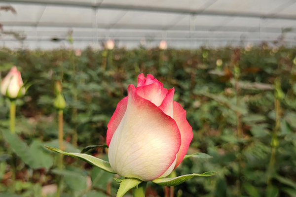 無土栽培，無土栽培技術(shù)，無土栽培設(shè)備