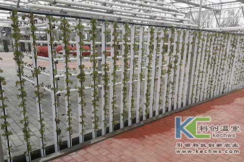 無土栽培技術,基質(zhì)栽培,水培