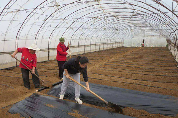 無土栽培，無土栽培技術，無土栽培設備