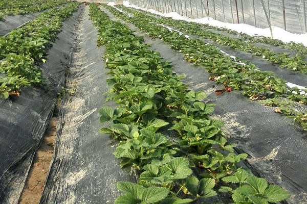 無土栽培，無土栽培技術(shù)，無土栽培設(shè)備