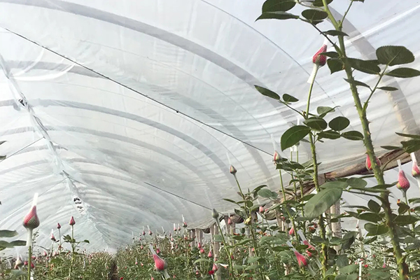 無土栽培，無土栽培技術(shù)，無土栽培設(shè)備