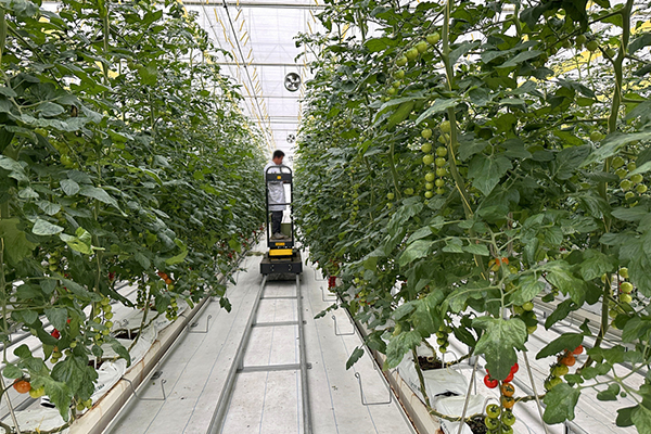 無土栽培，無土栽培技術，無土栽培設備