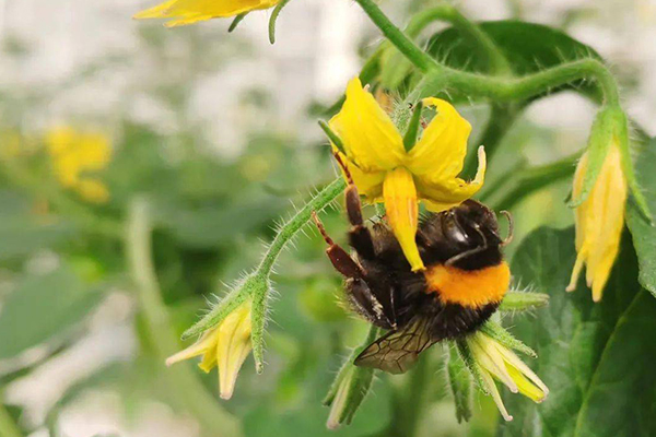 無土栽培，無土栽培技術，無土栽培設備