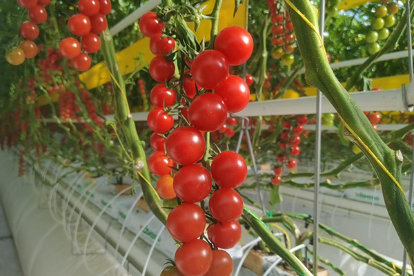 無土栽培，無土栽培技術，無土栽培設備