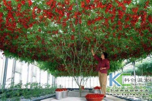 無(wú)土栽培,蔬菜,蔬菜樹(shù)