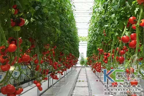 無土栽培，無土栽培技術，無土栽培設備