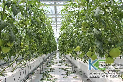 無土栽培，無土栽培技術，無土栽培設備