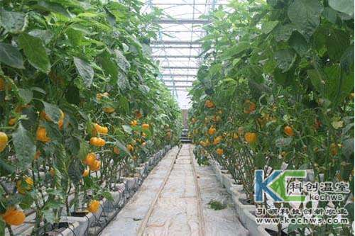 無土栽培，無土栽培技術(shù)，無土栽培設(shè)備