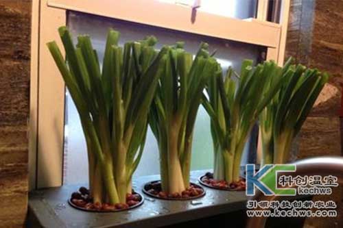 無土栽培，無土栽培技術(shù)，無土栽培設(shè)備