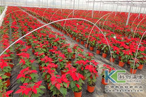 無土栽培，無土栽培技術，無土栽培設備