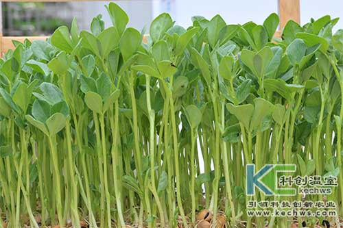 無土栽培，無土栽培技術，無土栽培設備