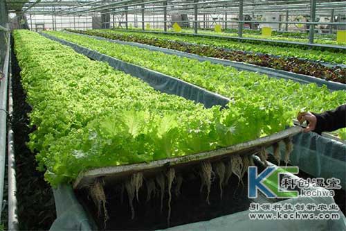 無土栽培，無土栽培技術，無土栽培設備