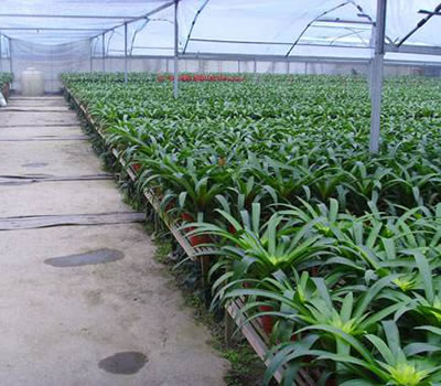 無土栽培，無土栽培技術，無土栽培設備