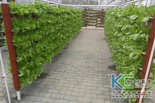 無土栽培技術,基質(zhì)栽培,水培