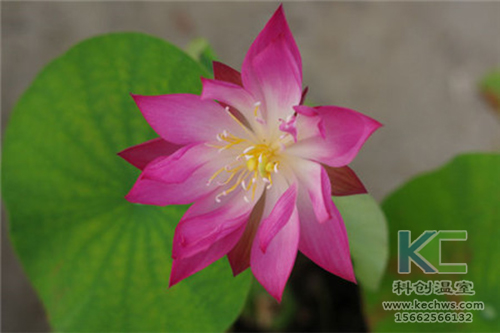 無土栽培，無土栽培技術(shù)，無土栽培設(shè)備