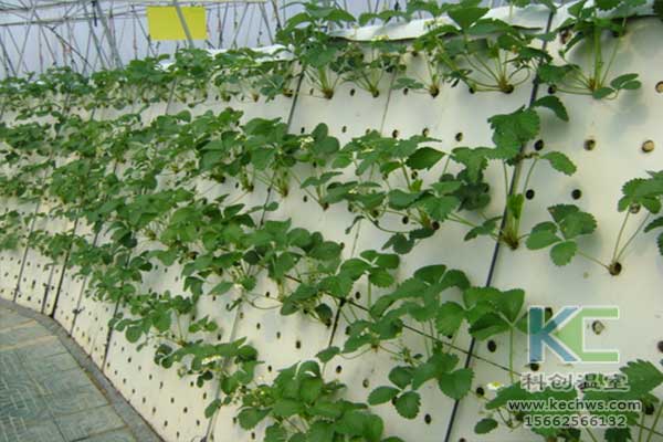 無土栽培，無土栽培技術，無土栽培設備