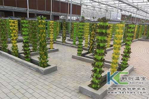 無土栽培技術,基質(zhì)栽培,水培