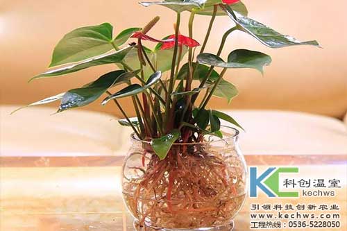 無(wú)土栽培，無(wú)土栽培技術(shù)，無(wú)土栽培設(shè)備