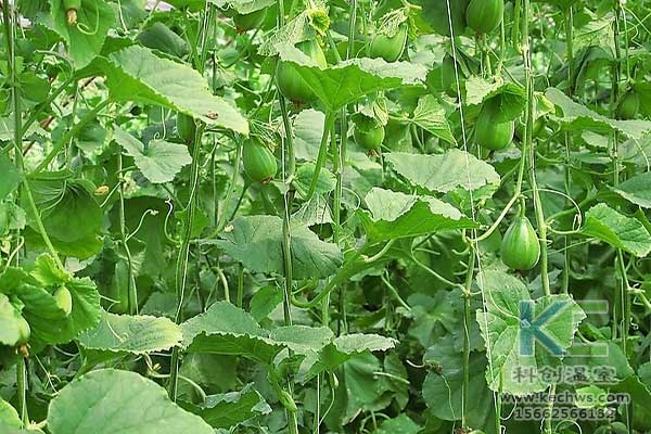 無(wú)土栽培，無(wú)土栽培技術(shù)，無(wú)土栽培設(shè)備