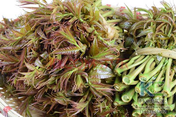 無土栽培，無土栽培技術(shù)