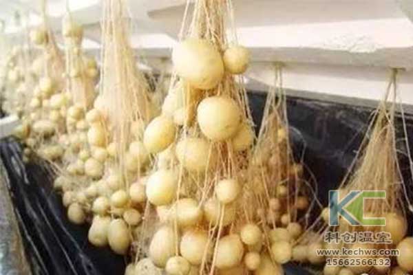 無土栽培，無土栽培技術，無土栽培設備