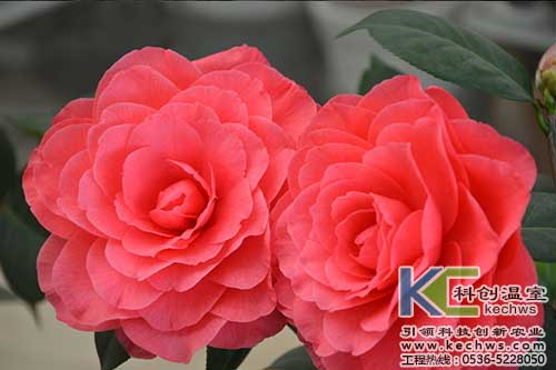 無土栽培，無土栽培技術，無土栽培設備