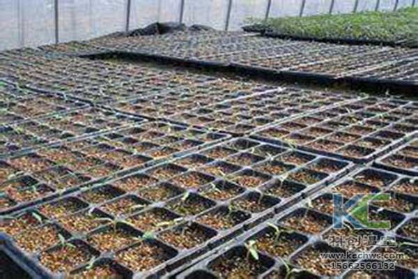 無土栽培，無土栽培技術，無土栽培設備