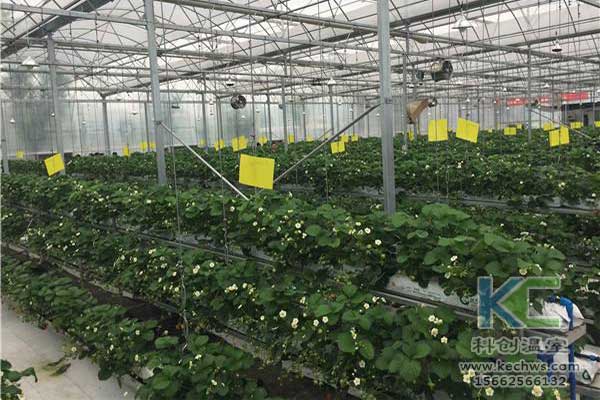 無土栽培，無土栽培技術(shù)，無土栽培設(shè)備