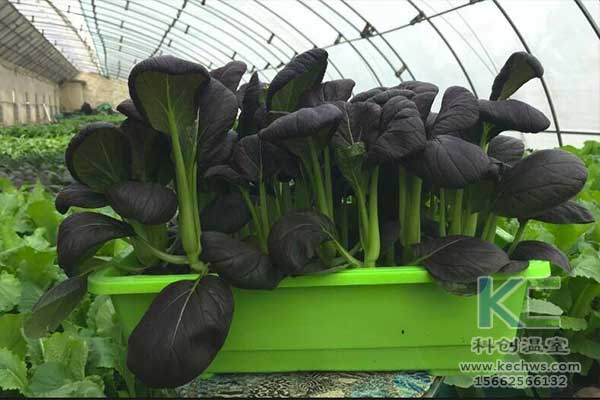 無土栽培，無土栽培技術，無土栽培設備