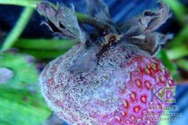 無土栽培，無土栽培技術，無土栽培設備