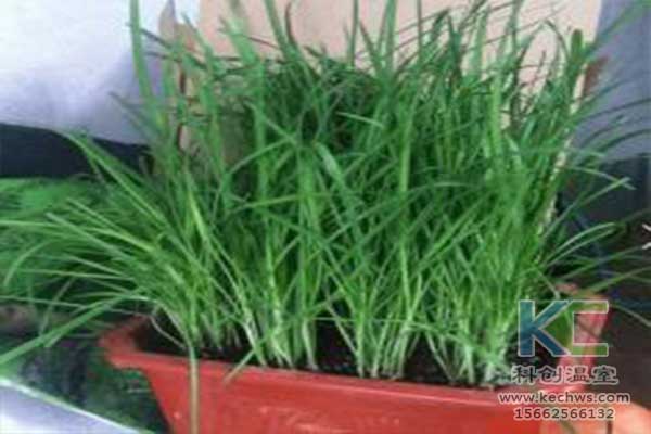 無土栽培，無土栽培技術，無土栽培設備