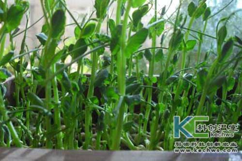 無土栽培，無土栽培技術，無土栽培設備