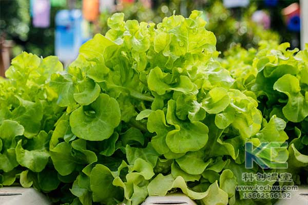 無土栽培，無土栽培技術(shù)，無土栽培設(shè)備