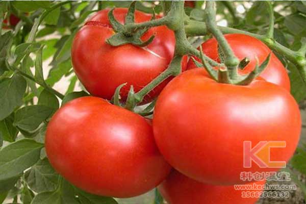 無土栽培，無土栽培技術(shù)，無土栽培設備