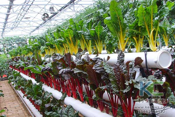 無土栽培，無土栽培技術，無土栽培設備