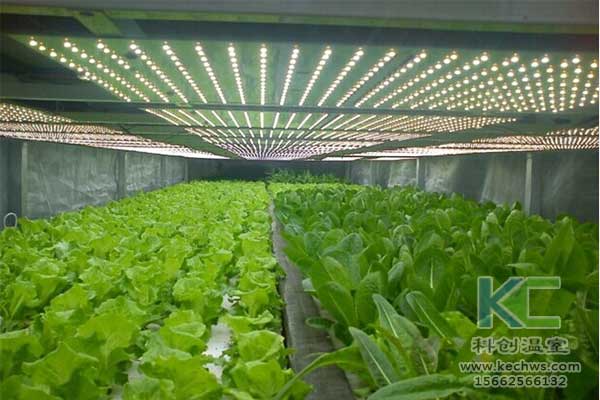 無土栽培，無土栽培技術，無土栽培設備