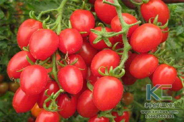 無土栽培，無土栽培技術，無土栽培設備