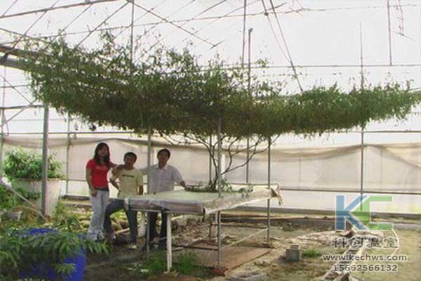 無(wú)土栽培，無(wú)土栽培技術(shù)，無(wú)土栽培設(shè)備