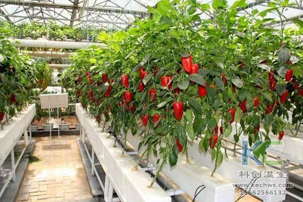 無土栽培，無土栽培技術，無土栽培設備