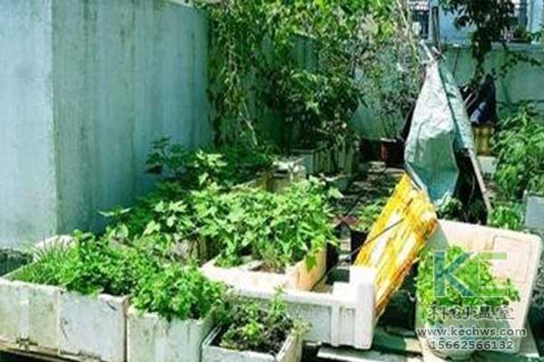 無土栽培，無土栽培技術(shù)，無土栽培設(shè)備