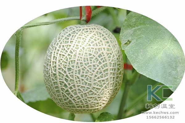 無土栽培，無土栽培技術，無土栽培設備