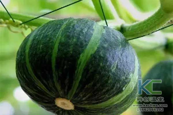 無土栽培，無土栽培技術，無土栽培設備